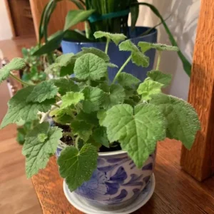 Piggyback Plant Live - Tolmiea Menziesii Houseplant - 4 Inch Pot - Hardy Indoor Plant - Image 5