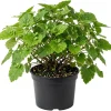 Piggyback Plant Live - Tolmiea Menziesii Houseplant - 4 Inch Pot - Hardy Indoor Plant - Image 1