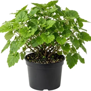 Piggyback Plant Live - Tolmiea Menziesii Houseplant - 4 Inch Pot - Hardy Indoor Plant - Image 1