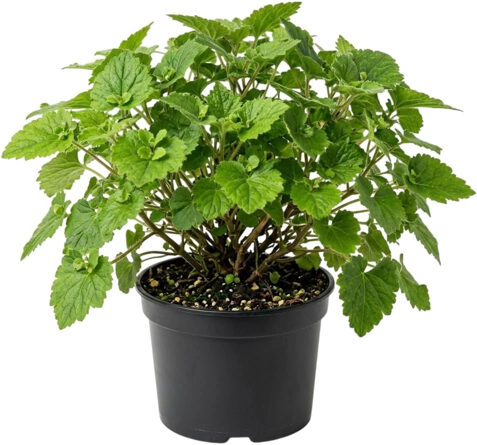 Piggyback Plant Live - Tolmiea Menziesii Houseplant - 4 Inch Pot - Hardy Indoor Plant - Image 1