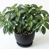 Pilea Watermelon Live Plant - 4 inch Pot - Indoor Houseplant Decor - Image 1