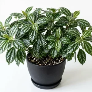 Pilea Watermelon Live Plant - 4 inch Pot - Indoor Houseplant Decor - Image 1