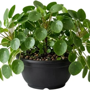 Pilea Watermelon Live Plant - 4 inch Pot - Indoor Houseplant Decor - Image 2
