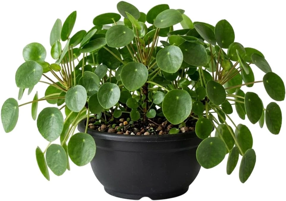 Pilea Watermelon Live Plant - 4 inch Pot - Indoor Houseplant Decor - Image 2