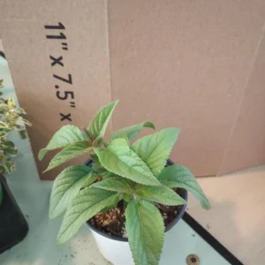 Pineapple Sage Live Plant – Aromatic Herb in 4 inch pot – Outdoor/Indoor - Image 2
