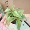 Pineapple Sage Live Plant – Aromatic Herb in 4 inch pot – Outdoor/Indoor - Image 1