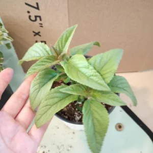 Pineapple Sage Live Plant – Aromatic Herb in 4 inch pot – Outdoor/Indoor - Image 1