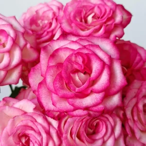 Pink Double Petal Rose Live Plant - Fragrant, Repeat Blooming, 8 cm Flowers, Outdoor - Image 2