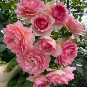 Pink Double Petal Rose Live Plant - Fragrant, Repeat Blooming, 8 cm Flowers, Outdoor - Image 3
