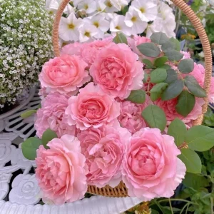 Pink Double Petal Rose Live Plant - Fragrant, Repeat Blooming, 8 cm Flowers, Outdoor - Image 4