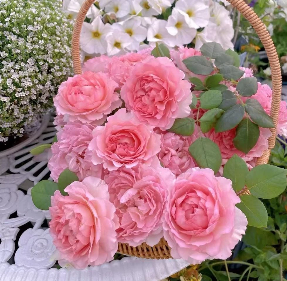 Pink Double Petal Rose Live Plant - Fragrant, Repeat Blooming, 8 cm Flowers, Outdoor - Image 4