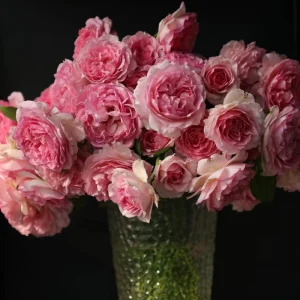Pink Double Petal Rose Live Plant - Fragrant, Repeat Blooming, 8 cm Flowers, Outdoor - Image 5