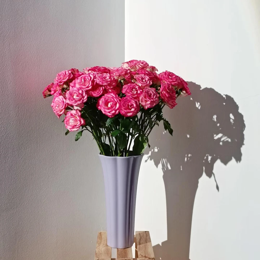 Pink Double Petal Rose Live Plant - Fragrant, Repeat Blooming, 8 cm Flowers, Outdoor - Image 6
