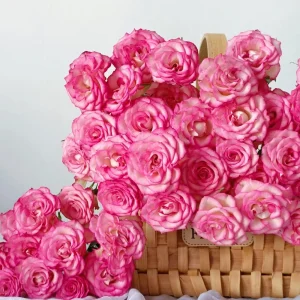 Pink Double Petal Rose Live Plant - Fragrant, Repeat Blooming, 8 cm Flowers, Outdoor - Image 7