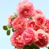 Pink Double Petal Rose Live Plant - Fragrant, Repeat Blooming, 8 cm Flowers, Outdoor - Image 1
