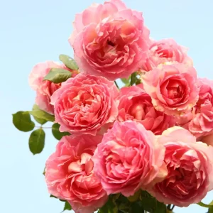 Pink Double Petal Rose Live Plant - Fragrant, Repeat Blooming, 8 cm Flowers, Outdoor - Image 1