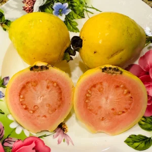 Pink Guava Tree Ruby Supreme Live Plant - Psidium guajava - 5 inch Pot - Image 2