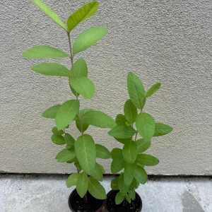 Pink Guava Tree Ruby Supreme Live Plant - Psidium guajava - 5 inch Pot - Image 3