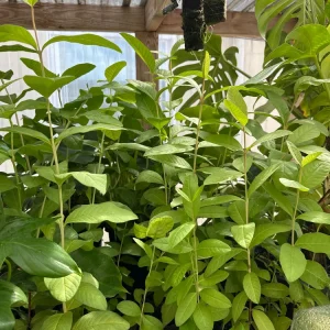Pink Guava Tree Ruby Supreme Live Plant - Psidium guajava - 5 inch Pot - Image 4