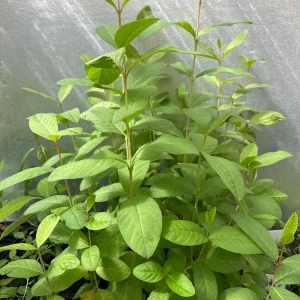 Pink Guava Tree Ruby Supreme Live Plant - Psidium guajava - 5 inch Pot - Image 5