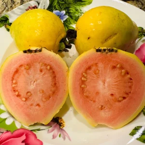 Pink Guava Tree Ruby Supreme Live Plant - Psidium guajava - 5 inch Pot - Image 1