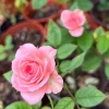 Pink Mini Rose Live Plant Starter - 3-6 inch Tall Potted Flower - Image 1