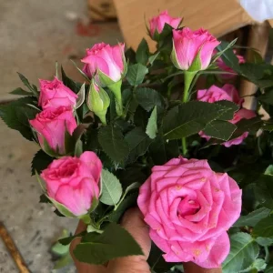 Pink Miniature Rose Starter Live Plant – 3-6 inch Bush – Potted Flower - Image 1