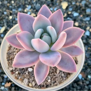 Pink Red Echeveria Succulent Live Plant – 2 inch Pot – Indoor Houseplant - Image 2