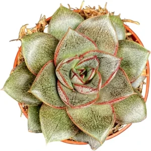 Pink Red Echeveria Succulent Live Plant – 2 inch Pot – Indoor Houseplant - Image 4