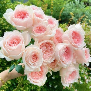 Pink Rose Flow Live Plant - 31.5