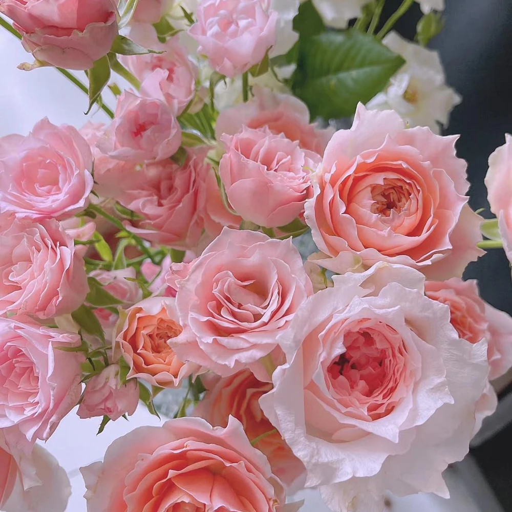 Pink Rose Flow Live Plant - 31.5" Tall, Double Petal, Fragrant, Repeat Blooming Outdoor Rose - Image 3