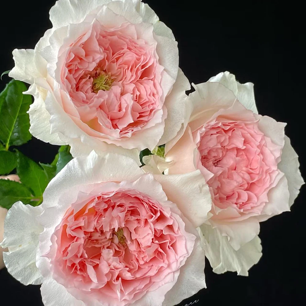 Pink Rose Flow Live Plant - 31.5" Tall, Double Petal, Fragrant, Repeat Blooming Outdoor Rose - Image 1