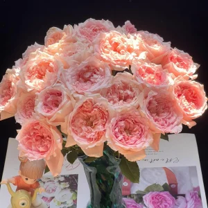 Pink Rose Flow Live Plant - 31.5