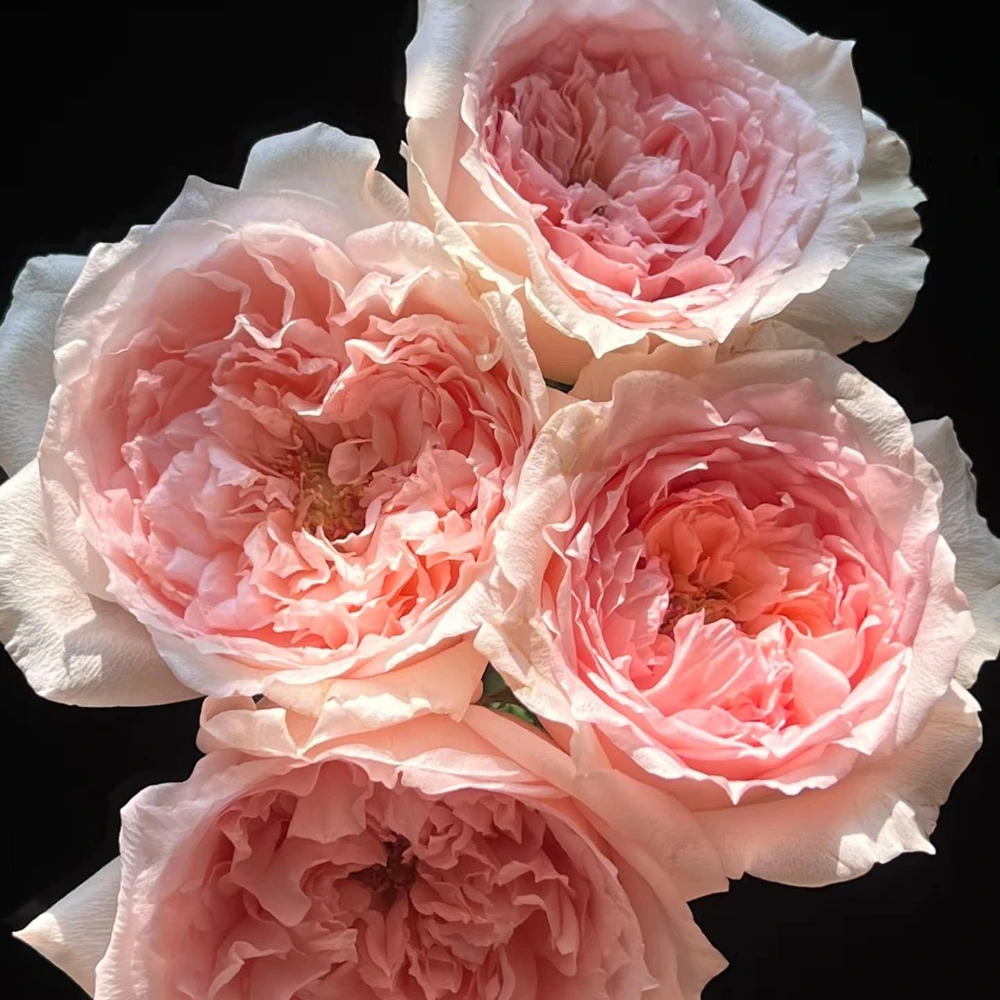 Pink Rose Flow Live Plant - 31.5" Tall, Double Petal, Fragrant, Repeat Blooming Outdoor Rose - Image 6