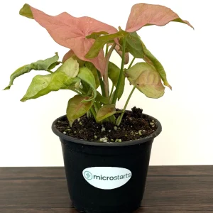 Pink Syngonium Live Plant - Arrowhead Vine in 4 inch Pot - Indoor Tropical Foliage - Image 2