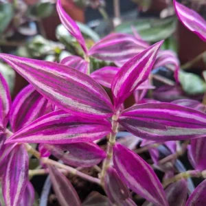 Pink Wandering Jew Live Plant - Tradescantia Bicolor, 4