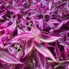 Pink Wandering Jew Live Plant - Tradescantia Bicolor, 2-inch Pot, Indoor/Outdoor - Image 1