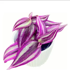 Pink Wandering Jew Live Plant - Tradescantia Bicolor, 4