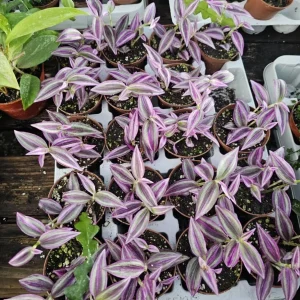 Pink Wandering Jew Live Plant - Tradescantia Bicolor, 4