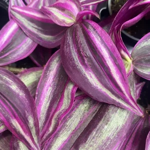 Pink Wandering Jew Live Plant - Tradescantia Bicolor, 4