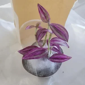 Pink Wandering Jew Live Plant - Tradescantia Bicolor, 2-inch Pot, Indoor/Outdoor - Image 6