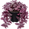 Pink Wandering Jew Live Plant - Tradescantia Bicolor, 4" Pot, Indoor/Outdoor - Image 1