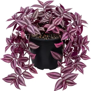 Pink Wandering Jew Live Plant - Tradescantia Bicolor, 4
