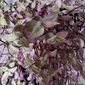 Pink Wandering Jew Live Plant - Tradescantia Callisia Repens - 4