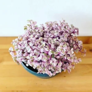 Pink Wandering Jew Live Plant - Tradescantia Callisia Repens - 6 inch Pot - Variegated Indoor/Outdoor Ground Cover - Image 2