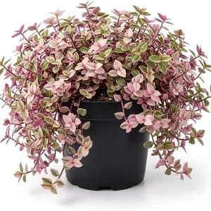 Pink Wandering Jew Live Plant - Tradescantia Callisia Repens - 6 inch Pot - Variegated Indoor/Outdoor Ground Cover - Image 3