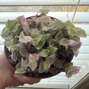Pink Wandering Jew Live Plant - Tradescantia Callisia Repens - 4