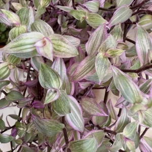 Pink Wandering Jew Live Plant - Tradescantia Callisia Repens - 6 inch Pot - Variegated Indoor/Outdoor Ground Cover - Image 5