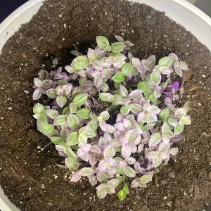 Pink Wandering Jew Live Plant - Tradescantia Callisia Repens - 6 inch Pot - Variegated Indoor/Outdoor Ground Cover - Image 6