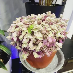 Pink Wandering Jew Live Plant - Tradescantia Callisia Repens - 4